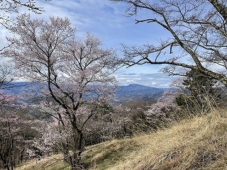 沿道から見た秩父盆地。桜の合間から両神山が見える。