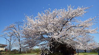 園内のトイレの横にある満開の桜の木。青空によく映える。