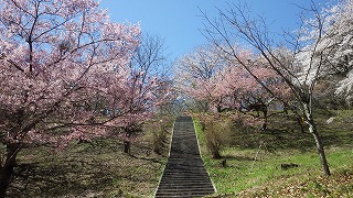 階段の両側に濃いピンクと薄いピンク色の満開の桜。