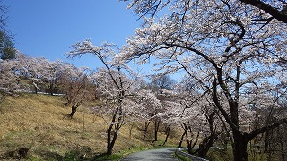 カーブしている道路沿いの桜。空は快晴。
