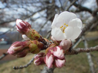 開花し始めのサクラのアップ写真。