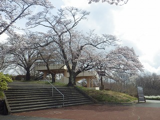 入口展望台横にある標準木。5分咲き。