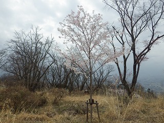 令和3年に植樹したサクラの木一本。薄ピンク色の花びらが満開。