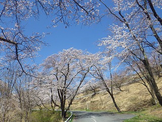 カーブしている道路沿いの桜を上側から見ている様子。空は快晴。