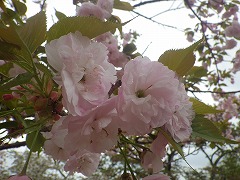 イチヨウ。八重咲で薄ピンク色。