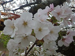 オムロアリアケ。大きめの白い花びらで一重咲き。