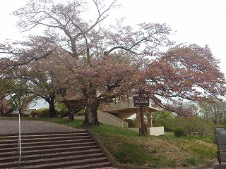 美の山公園入口にあるソメイヨシノ。花が散り今年は見納め。