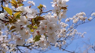 青空をバックに満開の桜の枝。