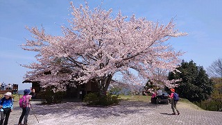 散り始めている桜。花びらの絨毯のようになりつつある。見物客が数人眺めている。