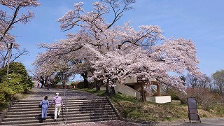 公園入口の桜の標準木。散り始め。