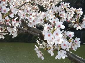 湖面の桜の写真