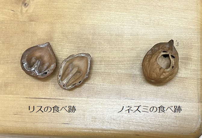 リスとノネズミのクルミの食べ跡