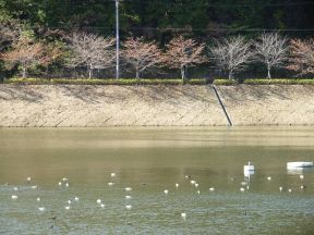 池のカモたちの写真