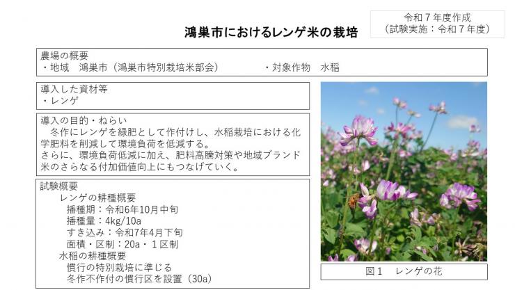 鴻巣市におけるレンゲ米の栽培