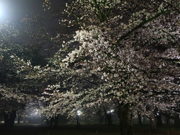 夜桜の園路