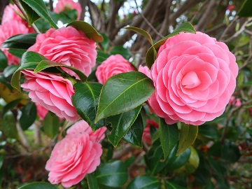 ツバキの花