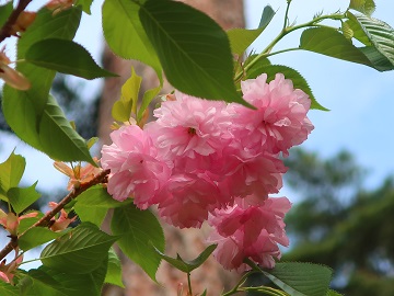 コウカザクラの花