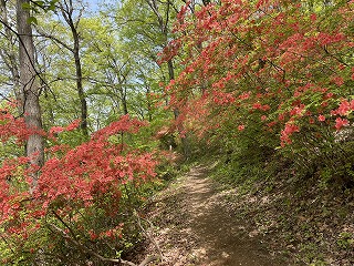 真っ赤なヤマツツジが左右に咲き誇っている小径。
