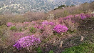 2~3分咲きの濃いピンク色のミツバツツジ。