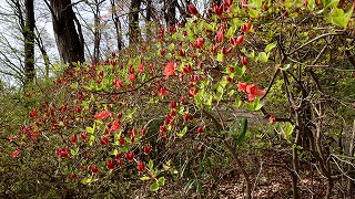 すでに咲き始めているヤマツツジの株。咲き始めなので、淡い朱色。