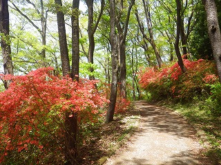 園内のハイキング道。ヤマツツジの小径。木陰が出来ている。