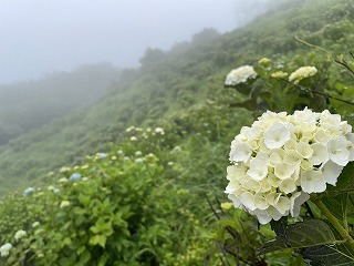 咲き始めの白いアジサイ。背景にはアジサイの斜面。うっすら霧がかかっている。