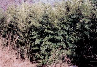 釣竿原料の竹林の写真