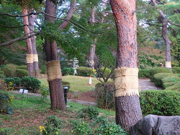 こも巻き2
