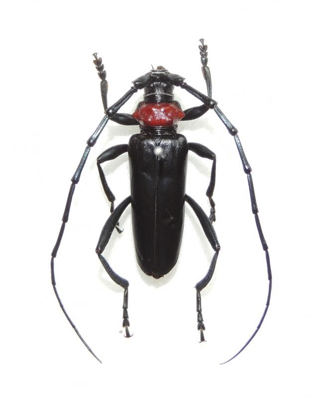 1kubiakatuyakamikiri
