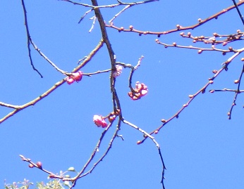 開花が始まった枝