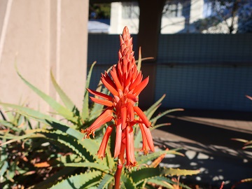 アロエの花