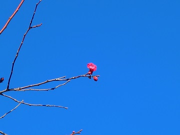 紅梅