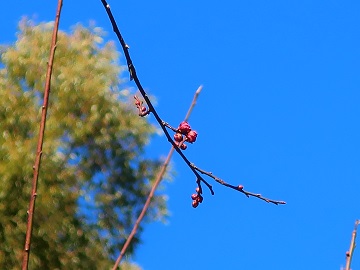 ウメの蕾