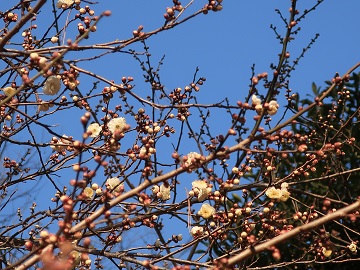 開花が進んでいる枝