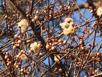 花のアップ