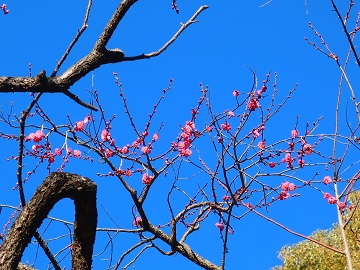 梅園の紅梅