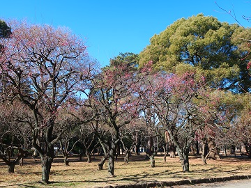梅園の風景
