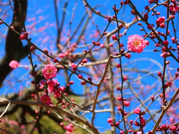 紅梅のアップ