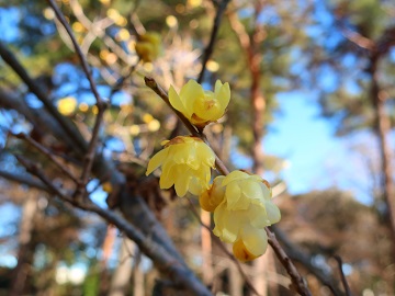 ロウバイの花
