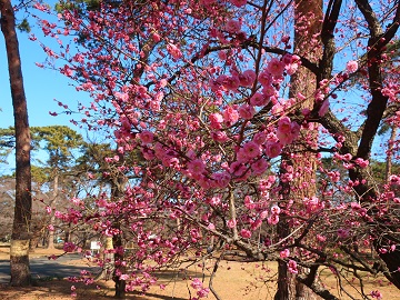 自由広場西側の紅梅