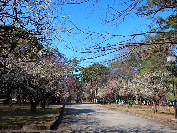 白く色づいた梅園