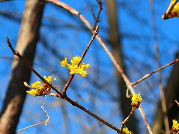サンシュユの花