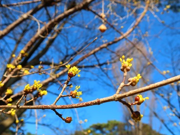枝の
