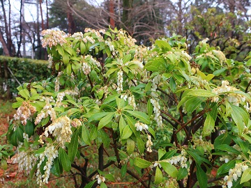 アセビの花