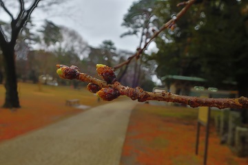 サクラの蕾2