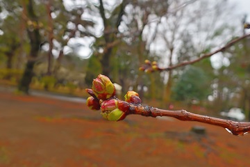サクラの蕾