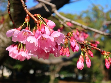 ミヤビサクラの花