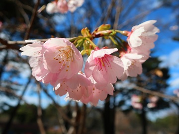 下向きに咲く花