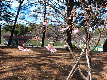 背景は舟遊池
