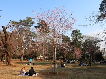 若木のもとで花見
